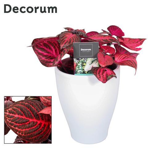 Iresine herbstii 'Rich Redstar'