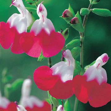 Salvia microphylla 'Hot Lips'