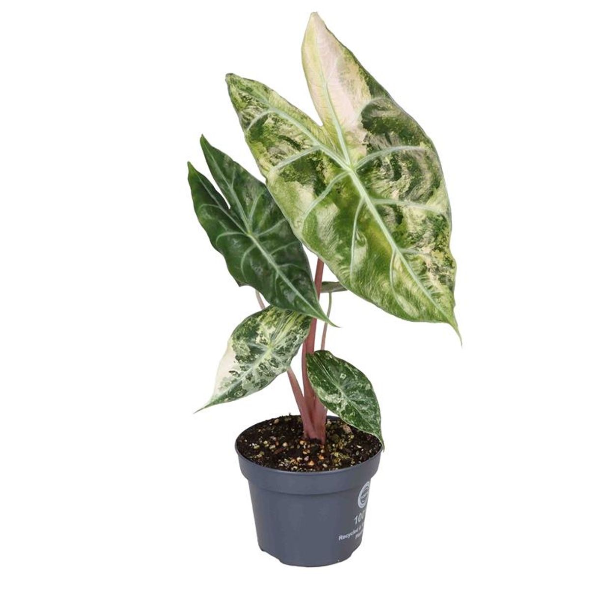 Alocasia 