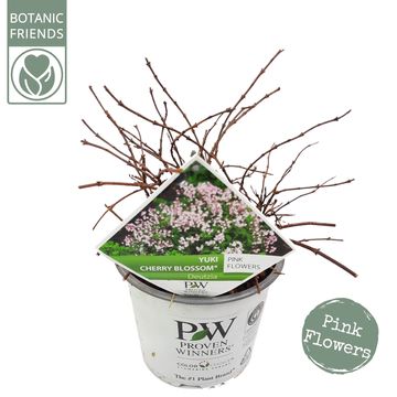 Deutzia YUKI CHERRY BLOSSOM