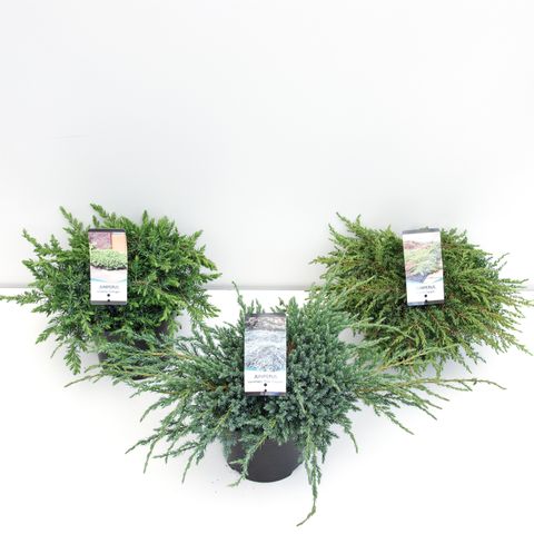 Juniperus MIX