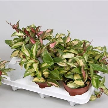 Hoya carnosa 'Tricolor'
