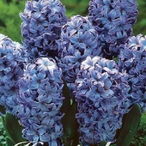 Hyacinthus orientalis 'Delft Blue' — Рослини оптом FlorAccess