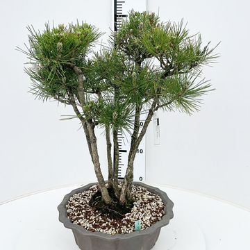 Pinus thunbergii