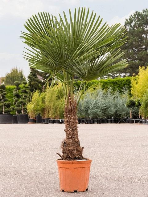 Trachycarpus fortunei