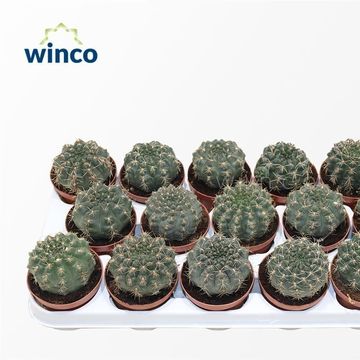 Gymnocalycium baldianum