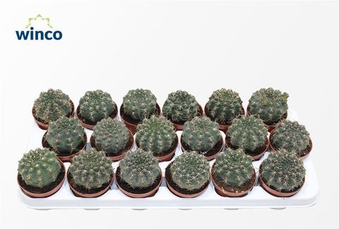 Gymnocalycium baldianum