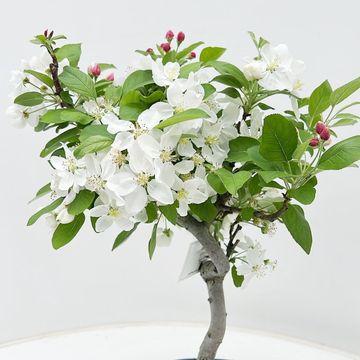 Malus halliana