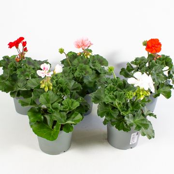 Pelargonium ZONALE MIX