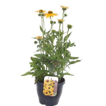 Echinacea purpurea YELLOW SHADES