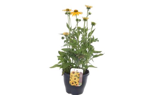 Echinacea purpurea YELLOW SHADES