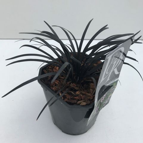 Ophiopogon planiscapus 'Niger'