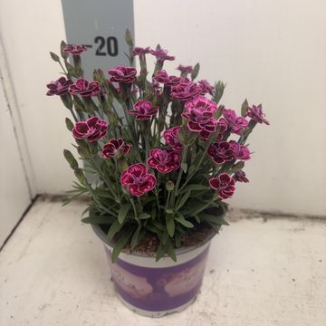 Dianthus DIANTICA PURPLE WEDDING