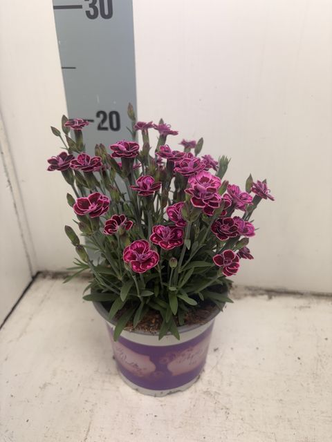 Dianthus DIANTICA PURPLE WEDDING