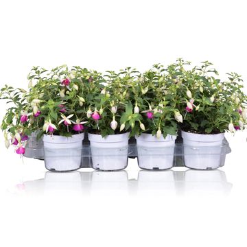 Fuchsia BELLA FUCHSIA NORA