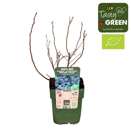 Vaccinium corymbosum 'Bluecrop'