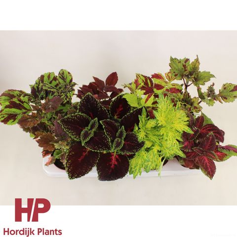 Coleus MIX