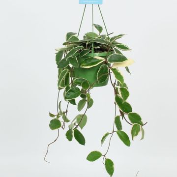 Hoya carnosa 'Krimson Queen'