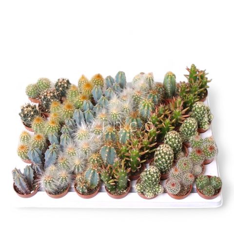 Cactées MIX