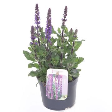 Salvia nemorosa SENSATION COMPACT DEEP BLUE