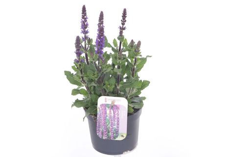 Salvia nemorosa SENSATION COMPACT DEEP BLUE