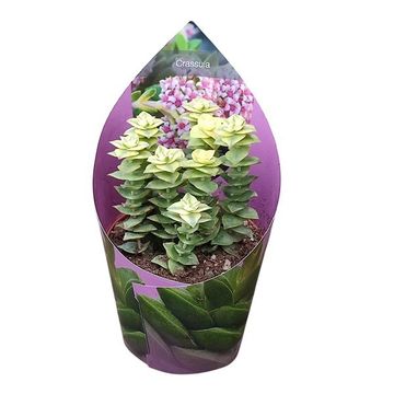 Crassula 'Pagoda Variegata'