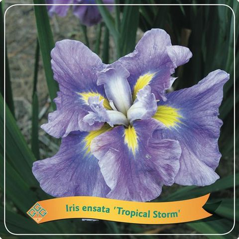 Iris ensata 'Tropical Storm'