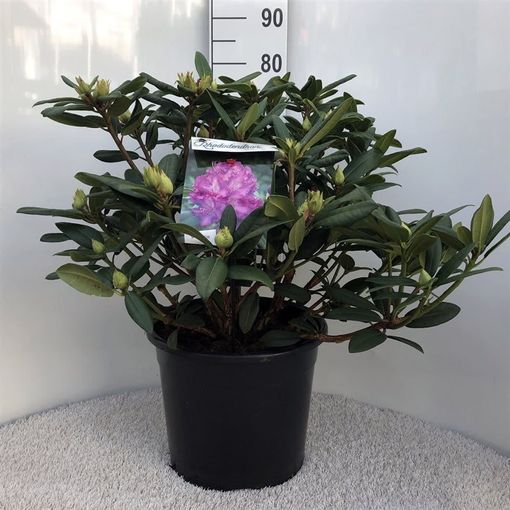 Rhododendron 'Alfred'