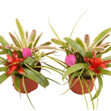 Arrangement Bromelia mix in pot