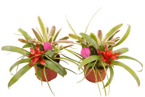 Arrangement Bromelia mix in pot
