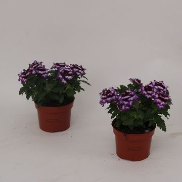 Verbena LANAI TWISTER BLUE