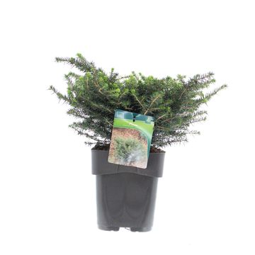 Picea omorika 'Karel'