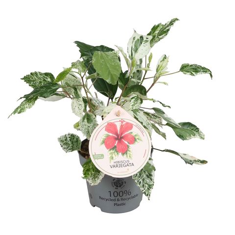 Hibiscus tilliaceus 'Variegata'