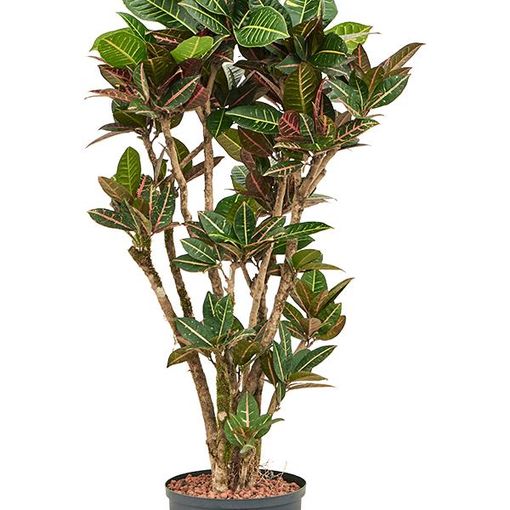 Codiaeum variegatum 'Petra'