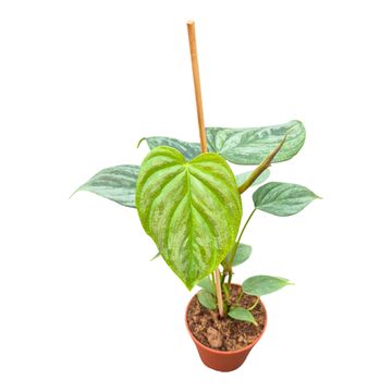 Filodendro 'Majestic'