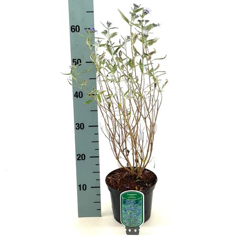 Caryopteris x clandonensis 'Heavenly Blue'