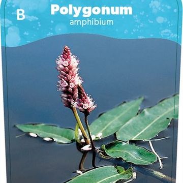 Persicaria amphibia