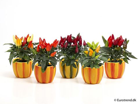 Капсикум однолетний MIX