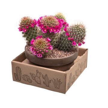 Mammillaria ernestii