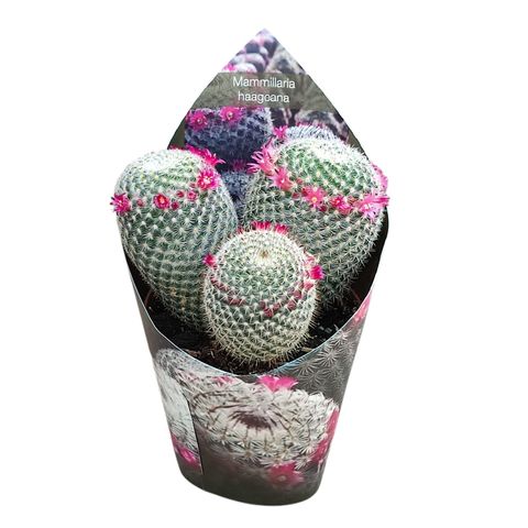 Mammillaria haageana