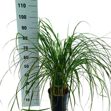 Pennisetum alopecuroides 'Viridescens'