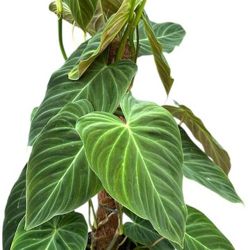 Philodendron 'Splendid'