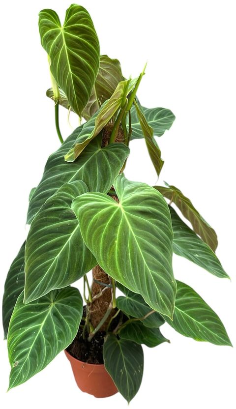 Филодендрон 'Splendid'