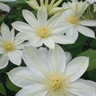 Clematis 'Wada's Primrose' (LL)