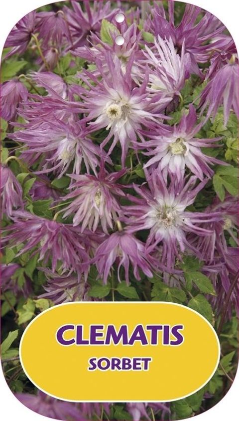 Clematis SORBET (A)