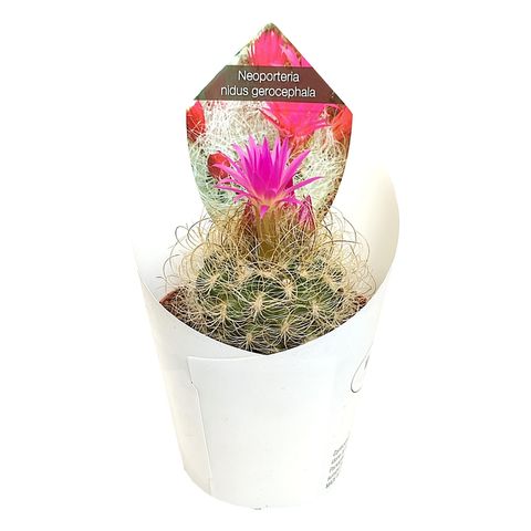 Neoporteria nidus gerocephala