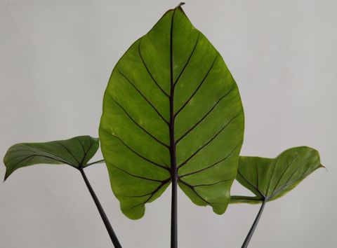 Alocasia macrorrhizos 'Black Stem'