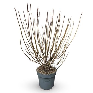 Weigela 'Bristol Ruby'