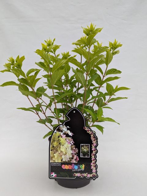 Hydrangea paniculata MAGICAL MATTERHORN