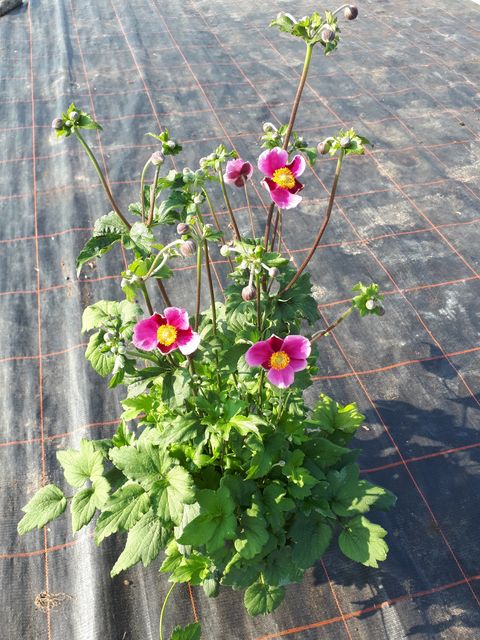 Anemone hupehensis 'Praecox'